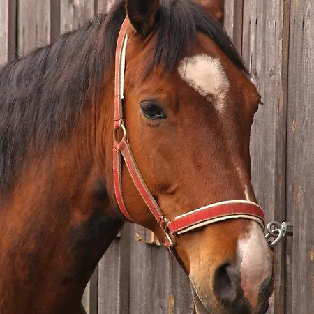 Guest house Mokko Country 4*