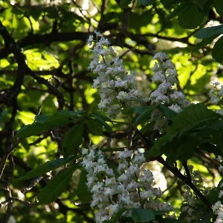 Mokko Country Guest house