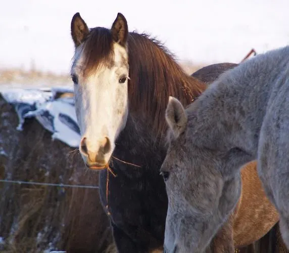 Mokko Country بيت ضيافة 4*